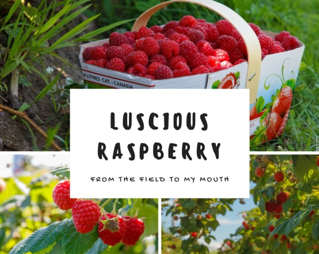 raspberry, ferme methot, autocuillette, fruit pick